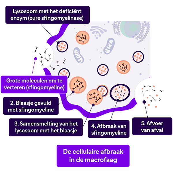 De cellulaire afbraak in de macrofaag.
